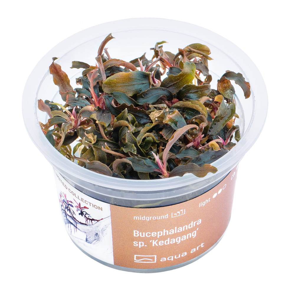 2260 Bucephalandra sp. ’Kedagang’ - top.jpg